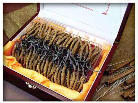 荣邦乡冬虫夏草回收